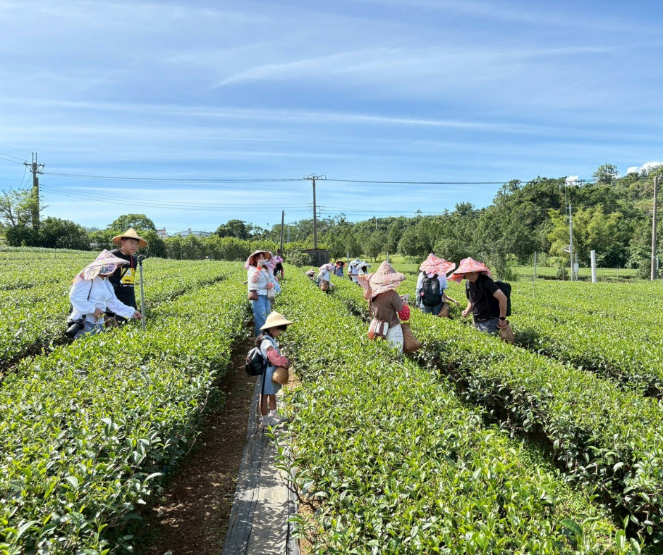 宜蘭Ｂ冬山茶香快樂遊
